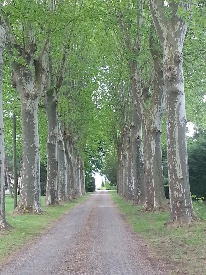 Orangerie Du Chateau Marith - Domaine Avec Piscine Clairac  外观 照片